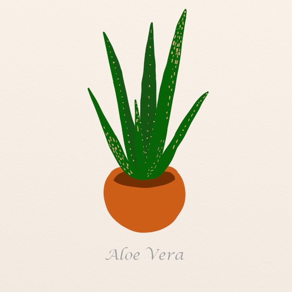 2. Aloe Vera