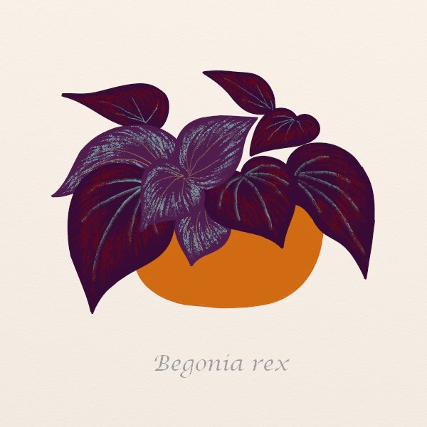 4. Begonia
