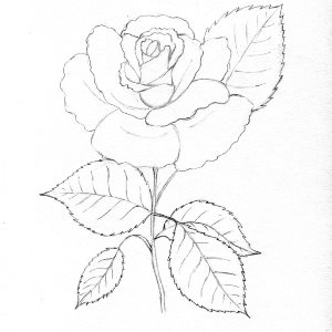 Trandafir in creion etapa 10