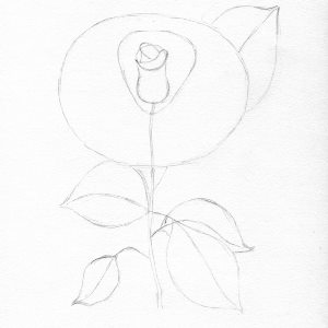 Trandafir in creion etapa 4