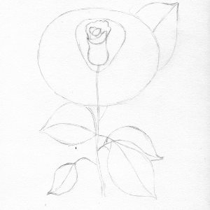 Trandafir in creion etapa 5