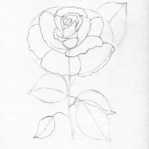 Trandafir in creion etapa 8