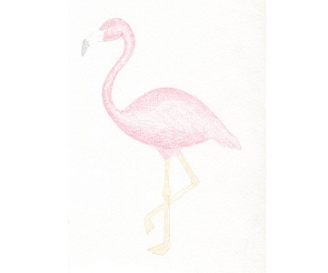 Flamingo etapa 10