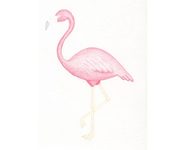 Flamingo etapa 11