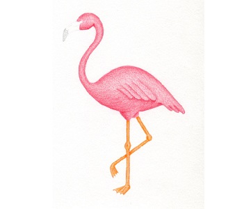 Flamingo etapa 13