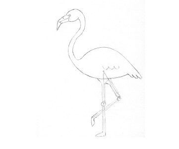 Flamingo etapa 6