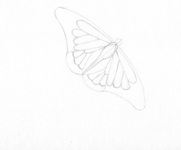 Fluture etapa 7